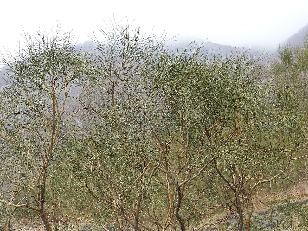 Mt. Etna broom: Genista aetnensis shrubs in the Mount Etna area, Sicily
