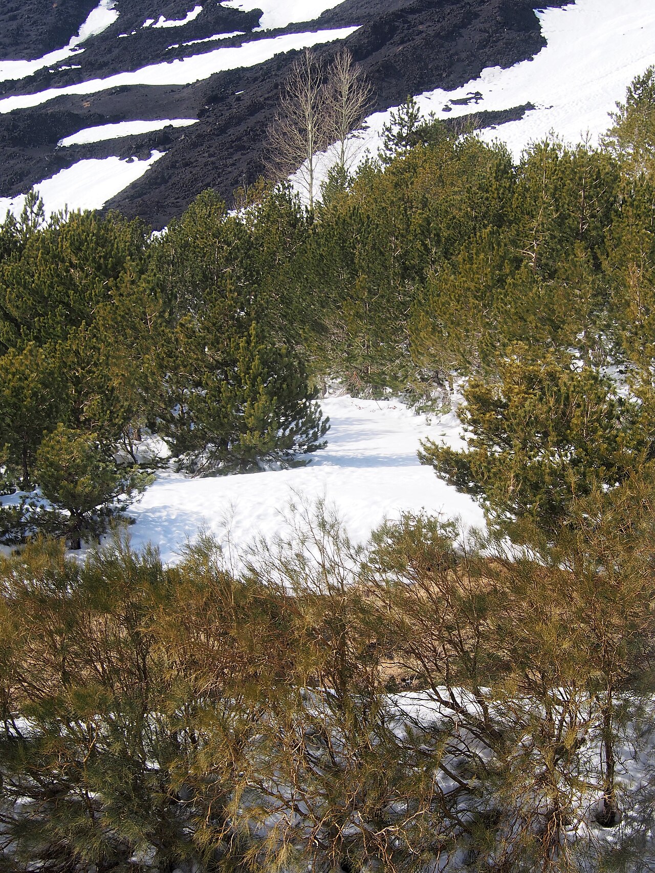 Mt. Etna broom: Mt. Etna broom ( Genista aetnensis ) growing on Etna, Sicily, Italy.