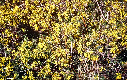 Petty whin: Genista anglica subsp. anglica in one of the Natural reserves of "Plateau d'Helfaut", at Blendecques or Heurginghem in the north of France, near St Omer, photog
