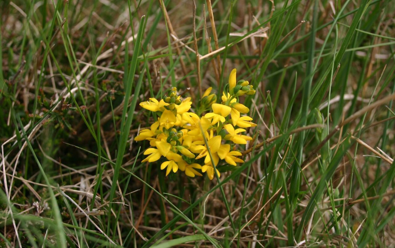 Petty whin: Genista anglica subsp. anglica : Flower head