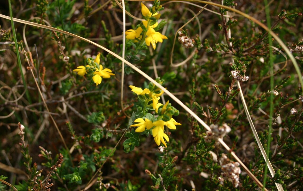 Petty whin: Genista anglica subsp. anglica : Habit.