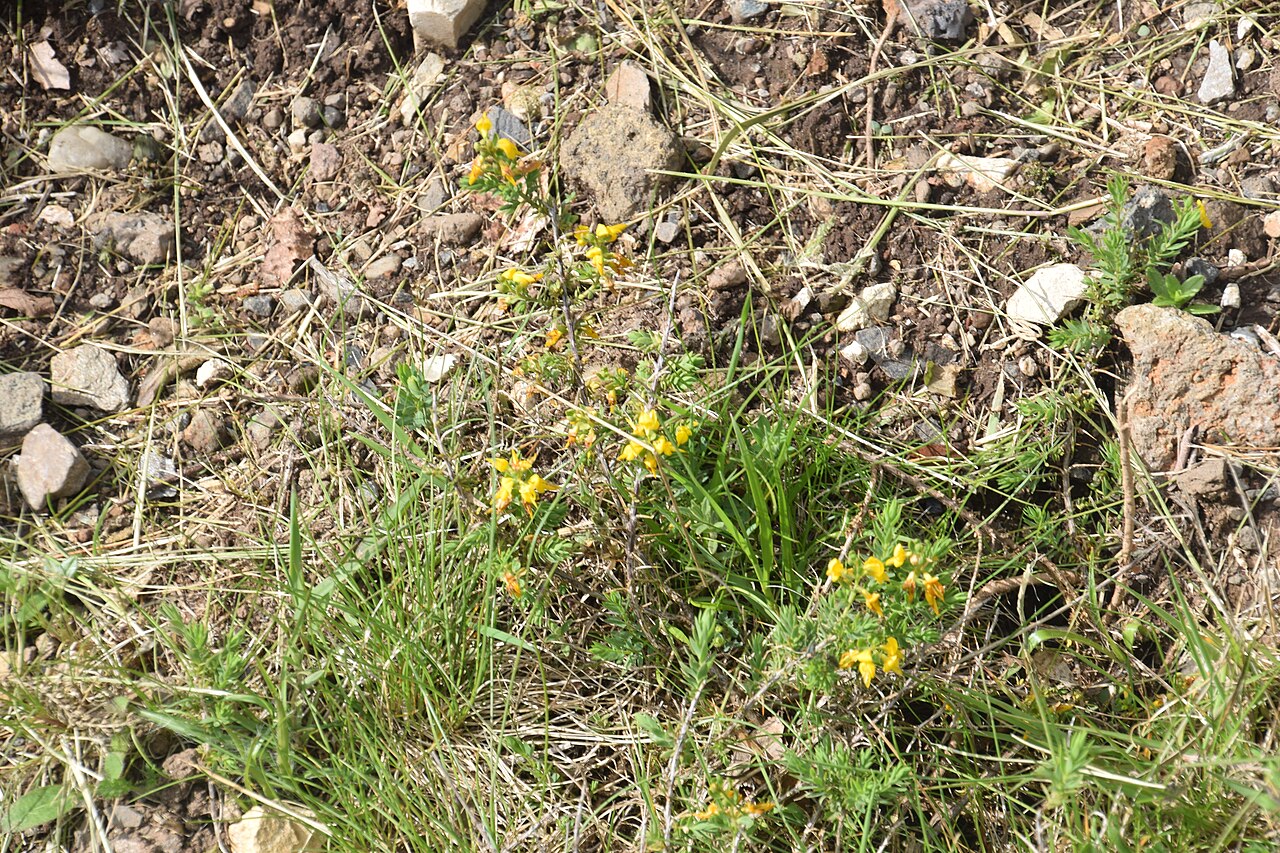Petty whin: Genista anglica in Jardin Botanique de l'Aubrac, commune of Saint-Chély-d'Aubrac, Aveyron, France