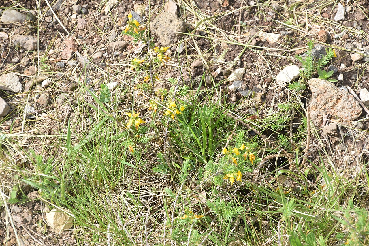 Petty whin: Genista anglica in Jardin Botanique de l'Aubrac, commune of Saint-Chély-d'Aubrac, Aveyron, France