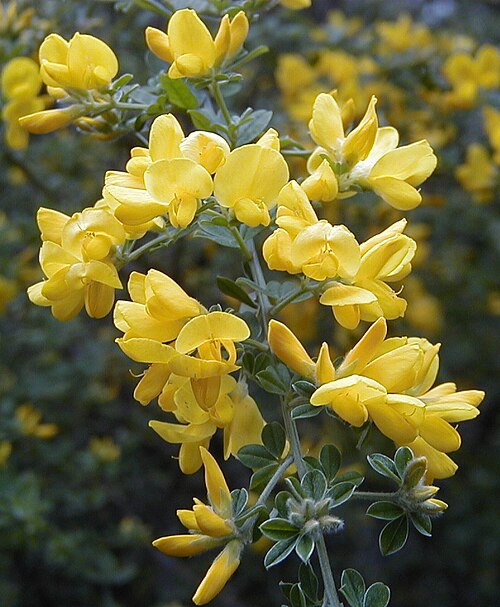 Canary broom: Genista canariensis (syn. Teline canariensis). Real Jardín Botánico, Madrid.