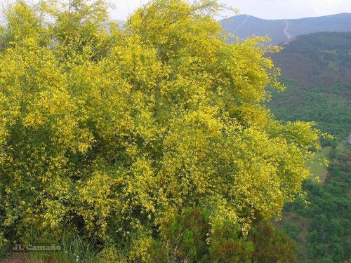 Genista florida (Genista florida)