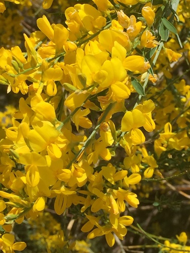 Genista florida (Genista florida)