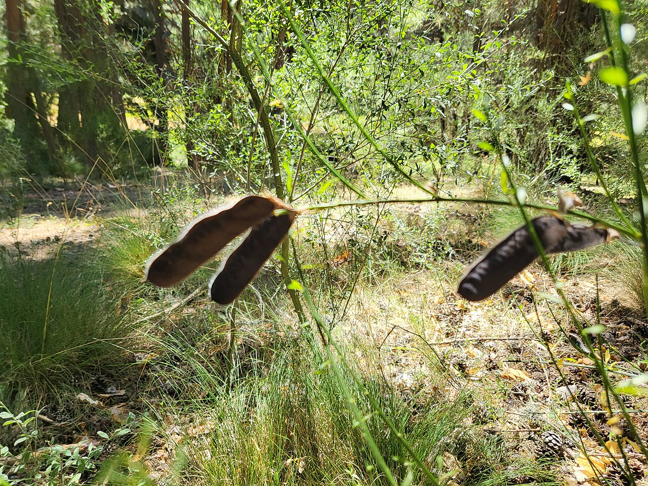 Genista florida: Hoyos del Espino, Ávila, España