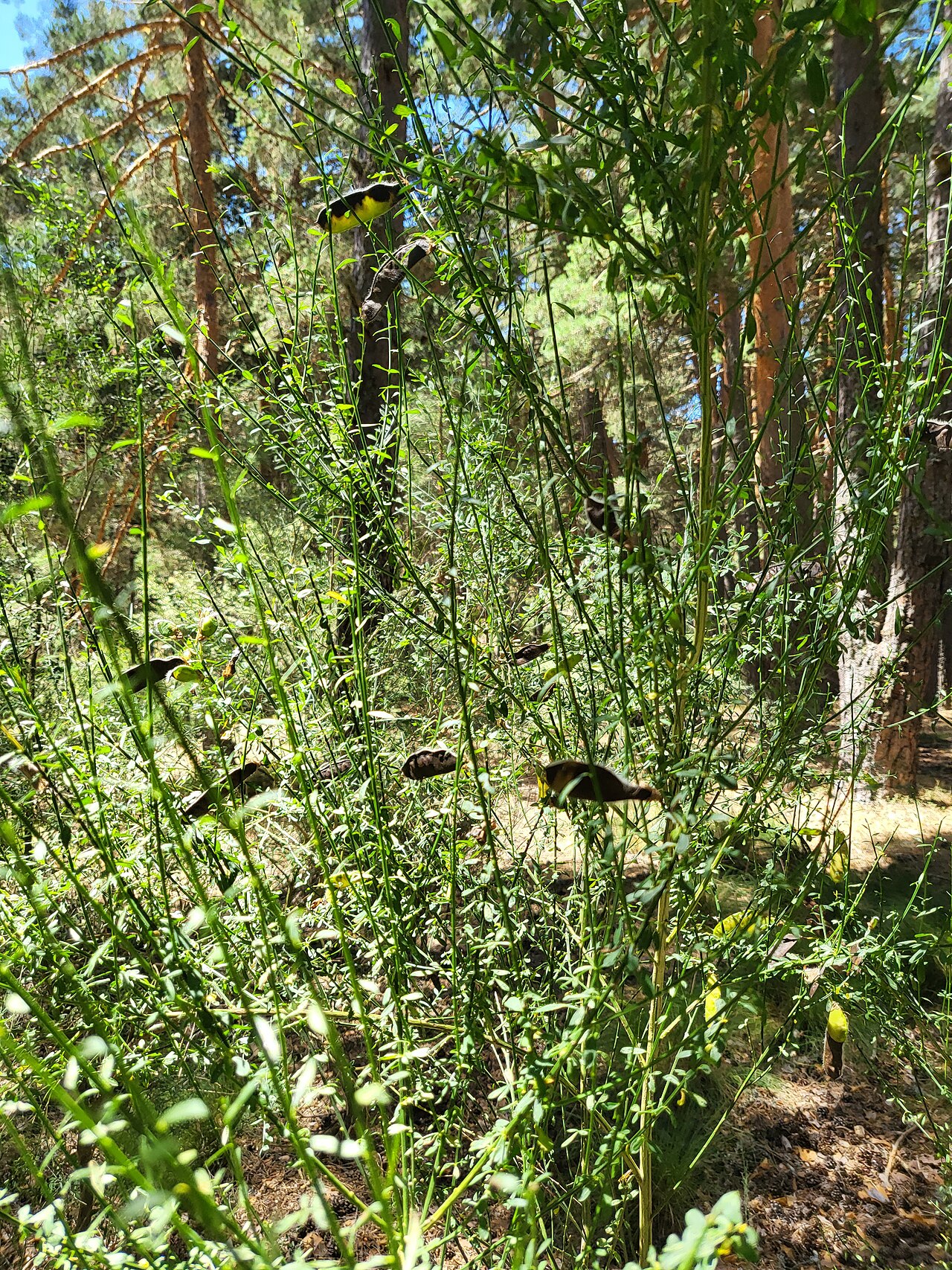 Genista florida: Hoyos del Espino, Ávila, España