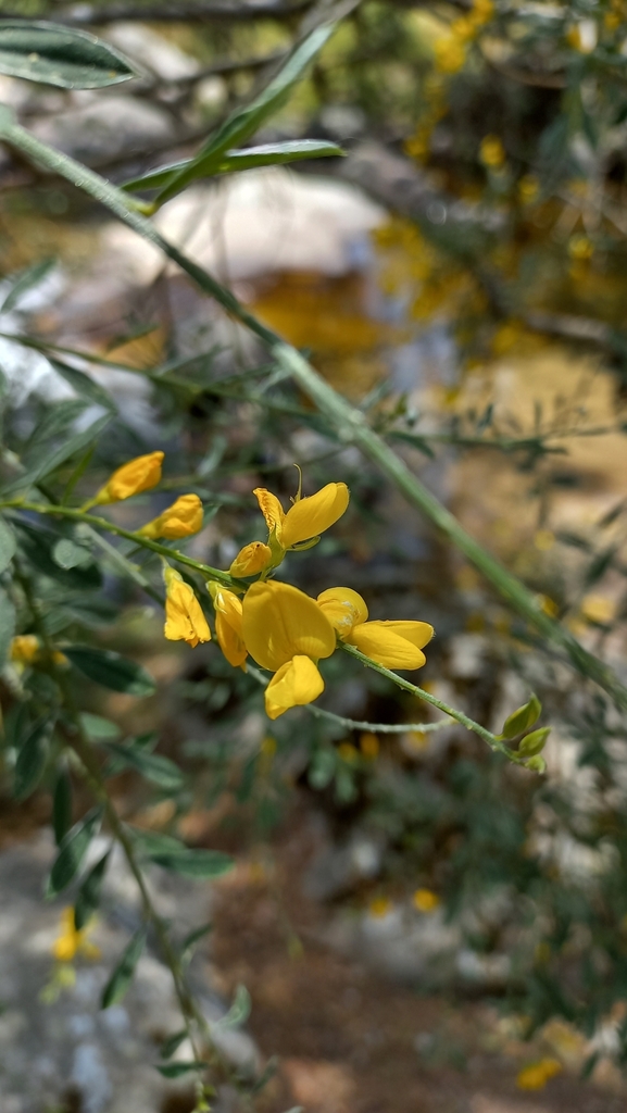 Genista florida (Genista florida)