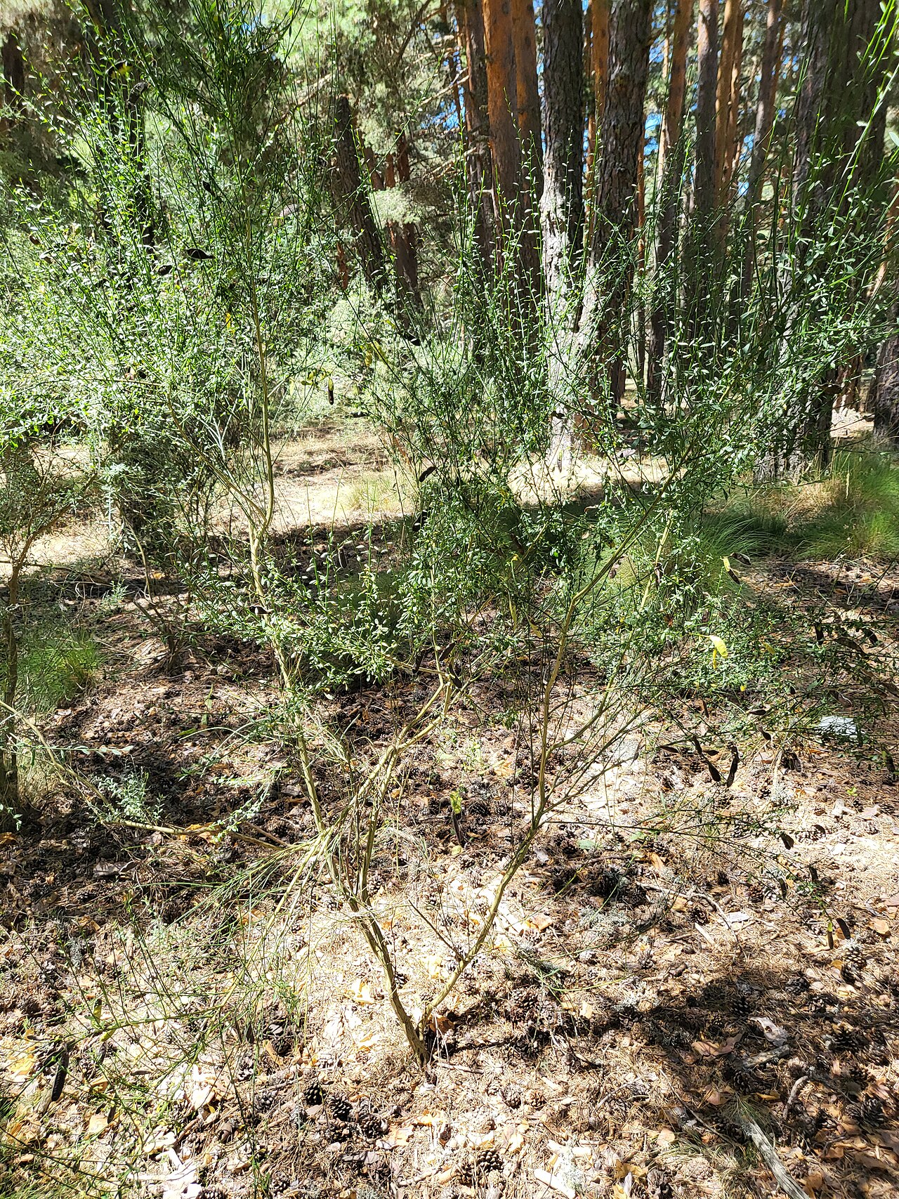 Genista florida: Hoyos del Espino, Ávila, España