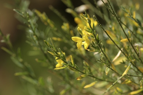 Genista florida (Genista florida)
