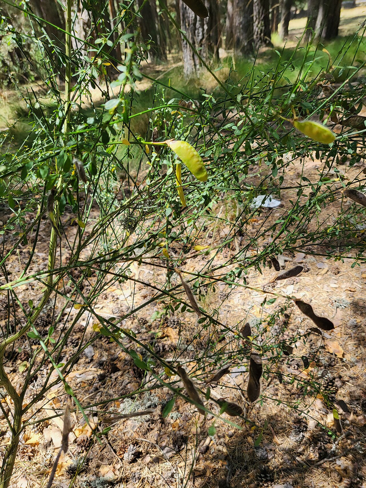 Genista florida: Hoyos del Espino, Ávila, España