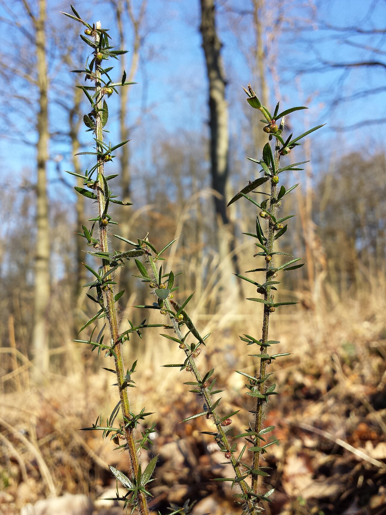 German greenweed: Habitus Taxonym: Genista germanica ss Fischer et al. EfÖLS 2008 ISBN 978-3-85474-187-9 Location: Karnabrunner Wald, district Korneuburg, Lower Austria - ca. 300