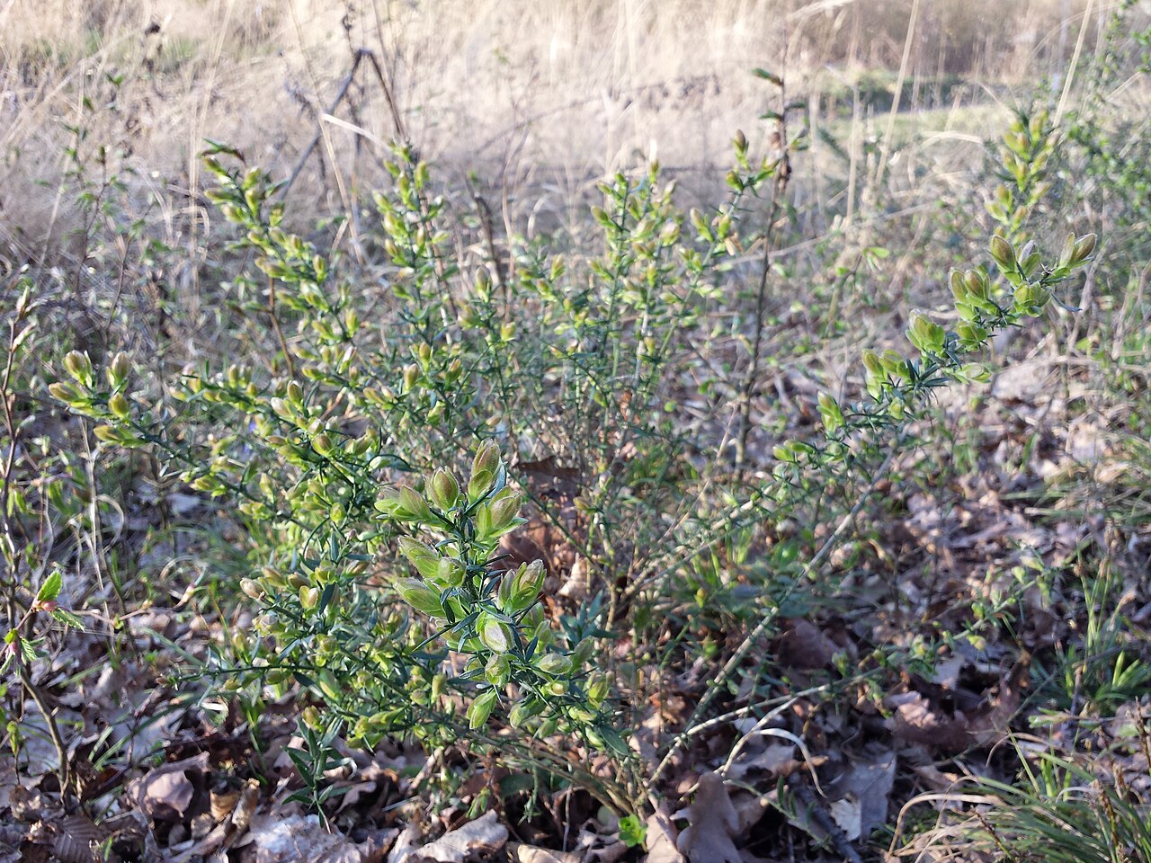 German greenweed: Habitus Taxonym: Genista germanica ss Fischer et al. EfÖLS 2008 ISBN 978-3-85474-187-9 Location: Rohrwald, district Korneuburg, Lower Austria - ca. 300 m a.s.l.