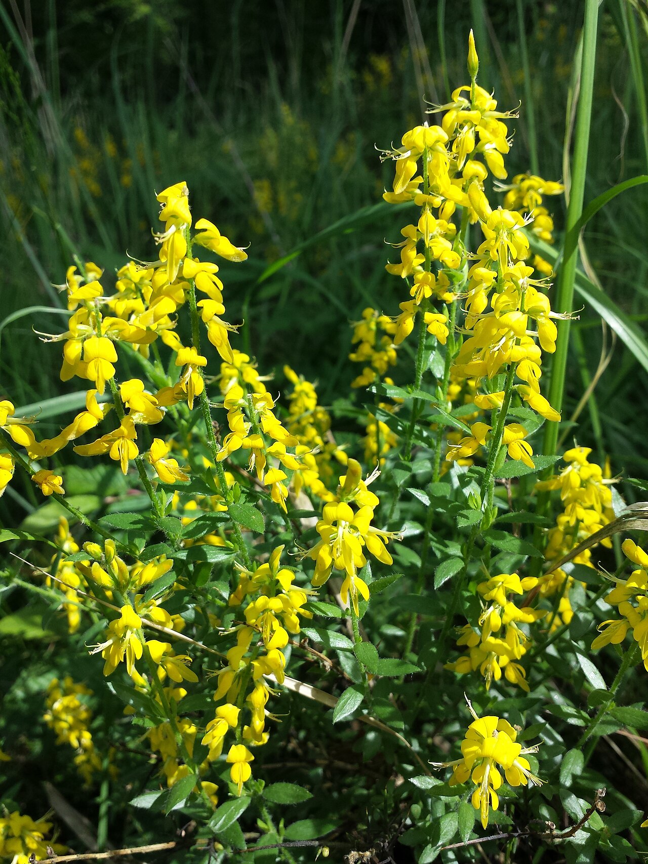 German greenweed: Florescences Taxonym: Genista germanica ss Fischer et al. EfÖLS 2008 ISBN 978-3-85474-187-9 Location: Rohrwald, district Korneuburg, Lower Austria - ca. 300 m a