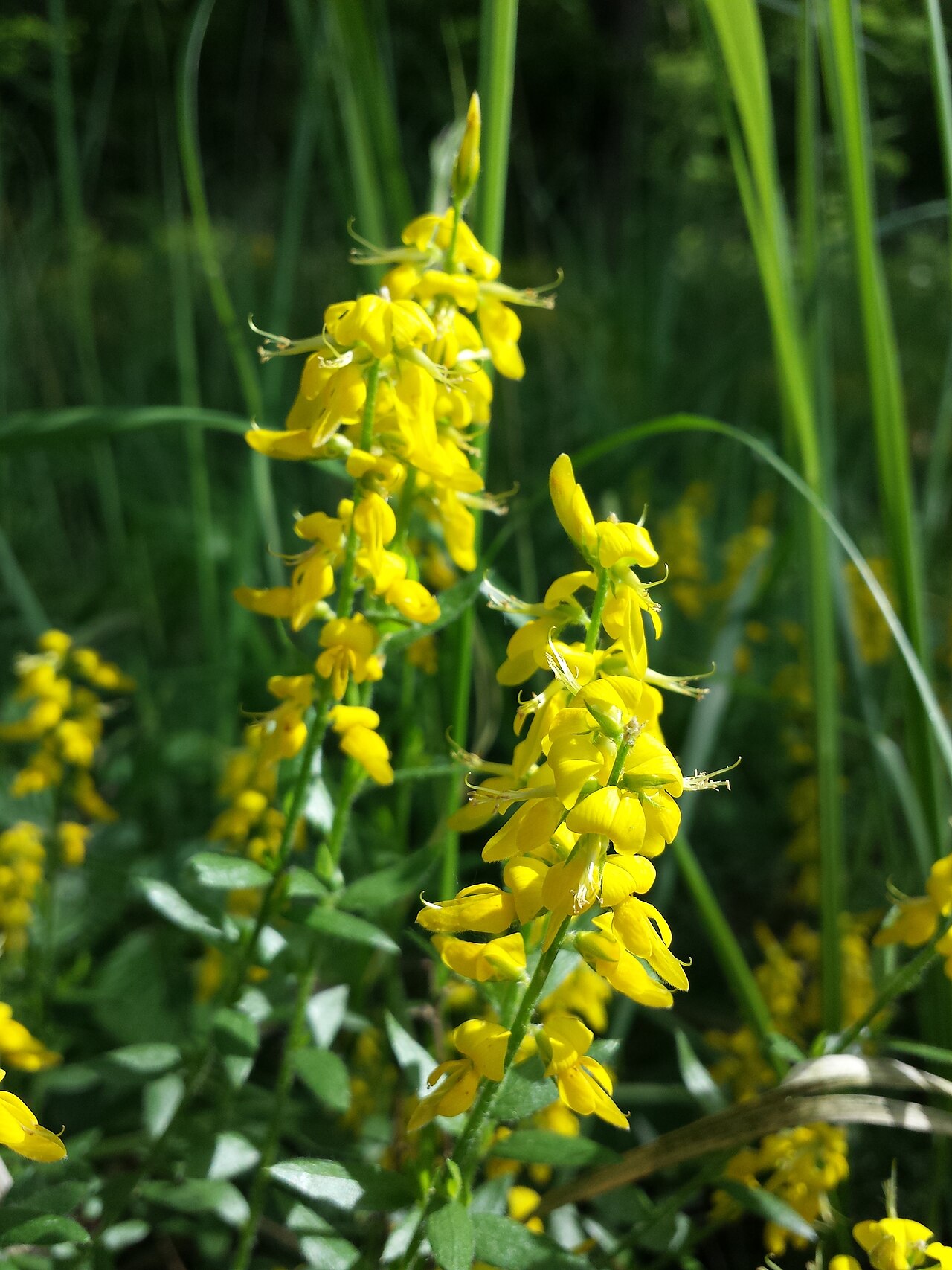 German greenweed: Florescences Taxonym: Genista germanica ss Fischer et al. EfÖLS 2008 ISBN 978-3-85474-187-9 Location: Rohrwald, district Korneuburg, Lower Austria - ca. 300 m a