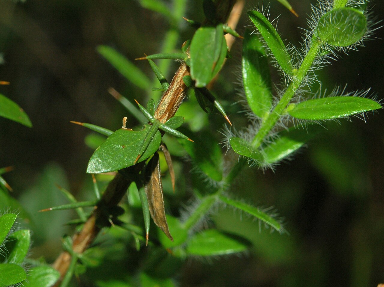 German greenweed: Leaves and thorns of Genista germanica . Genova, Italy