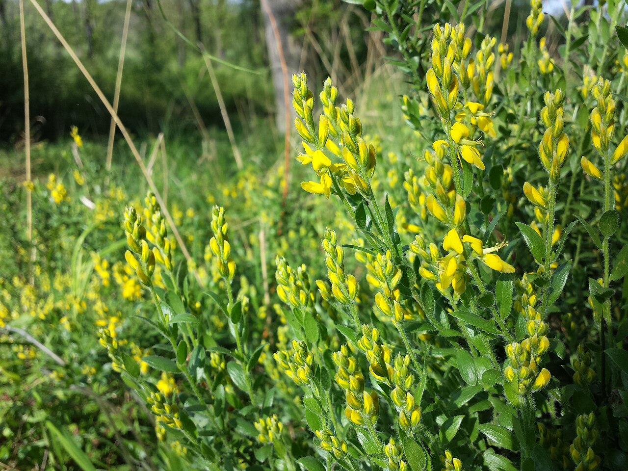 German greenweed: Florescences Taxonym: Genista germanica ss Fischer et al. EfÖLS 2008 ISBN 978-3-85474-187-9 Location: Rohrwald, district Korneuburg, Lower Austria - ca. 300 m a