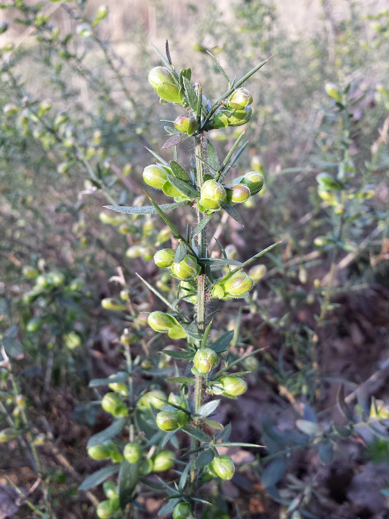 German greenweed: Florescence Taxonym: Genista germanica ss Fischer et al. EfÖLS 2008 ISBN 978-3-85474-187-9 Location: Rohrwald, district Korneuburg, Lower Austria - ca. 300 m a.
