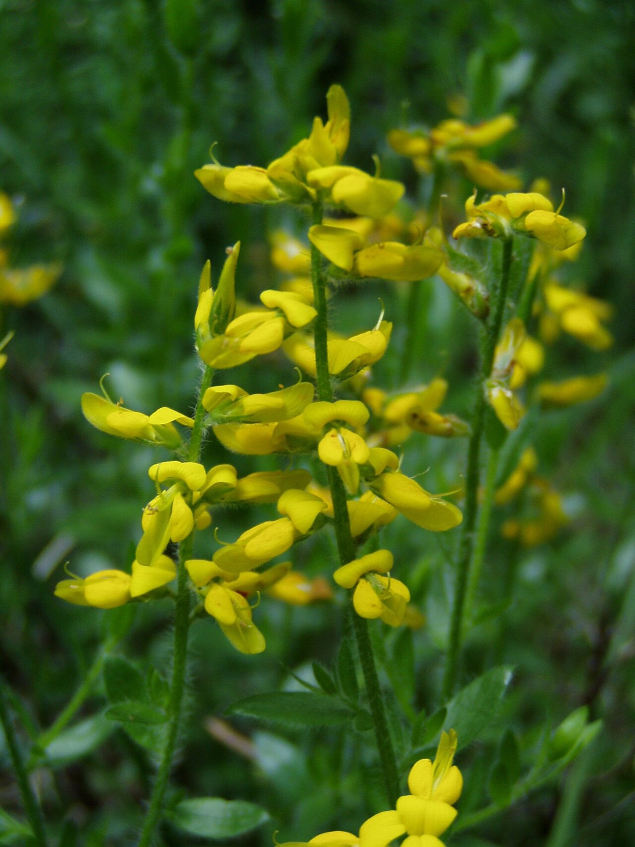 German greenweed: Deutscher Ginster (Genista germanica) in einem Wald im Lavanttal/Kärnten/ Genista germanica in a forest in Carinthia/Austria
