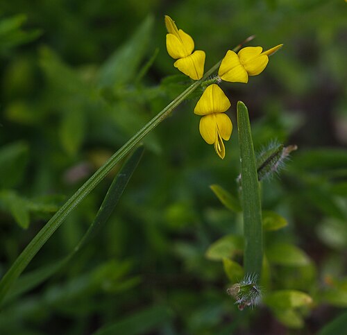 German greenweed: Slowenien , Julische Alpen : Botanischer Garten Alpinum Juliana in Trenta : Deutscher Ginster