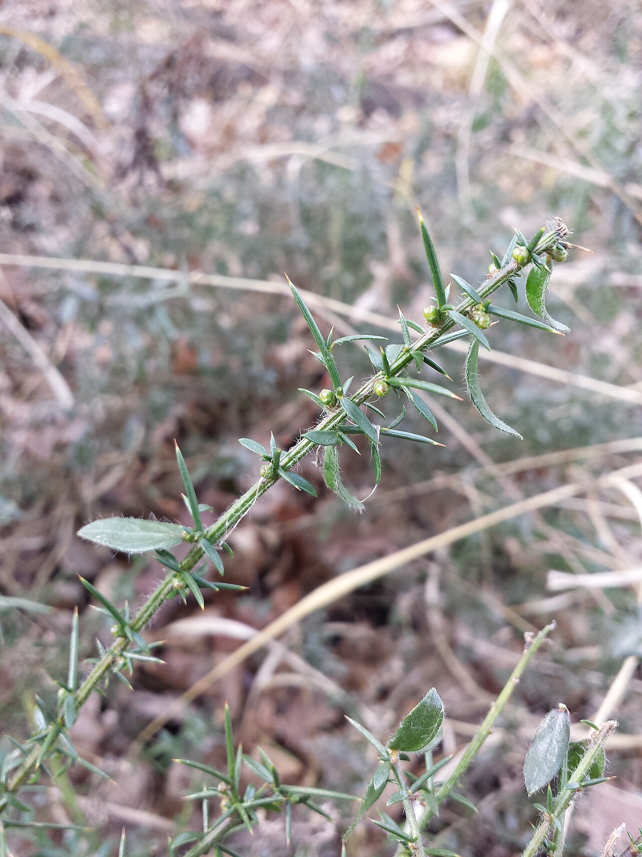 German greenweed: Florescence Taxonym: Genista germanica ss Fischer et al. EfÖLS 2008 ISBN 978-3-85474-187-9 Location: Rohrwald, district Korneuburg, Lower Austria - ca. 300 m a.