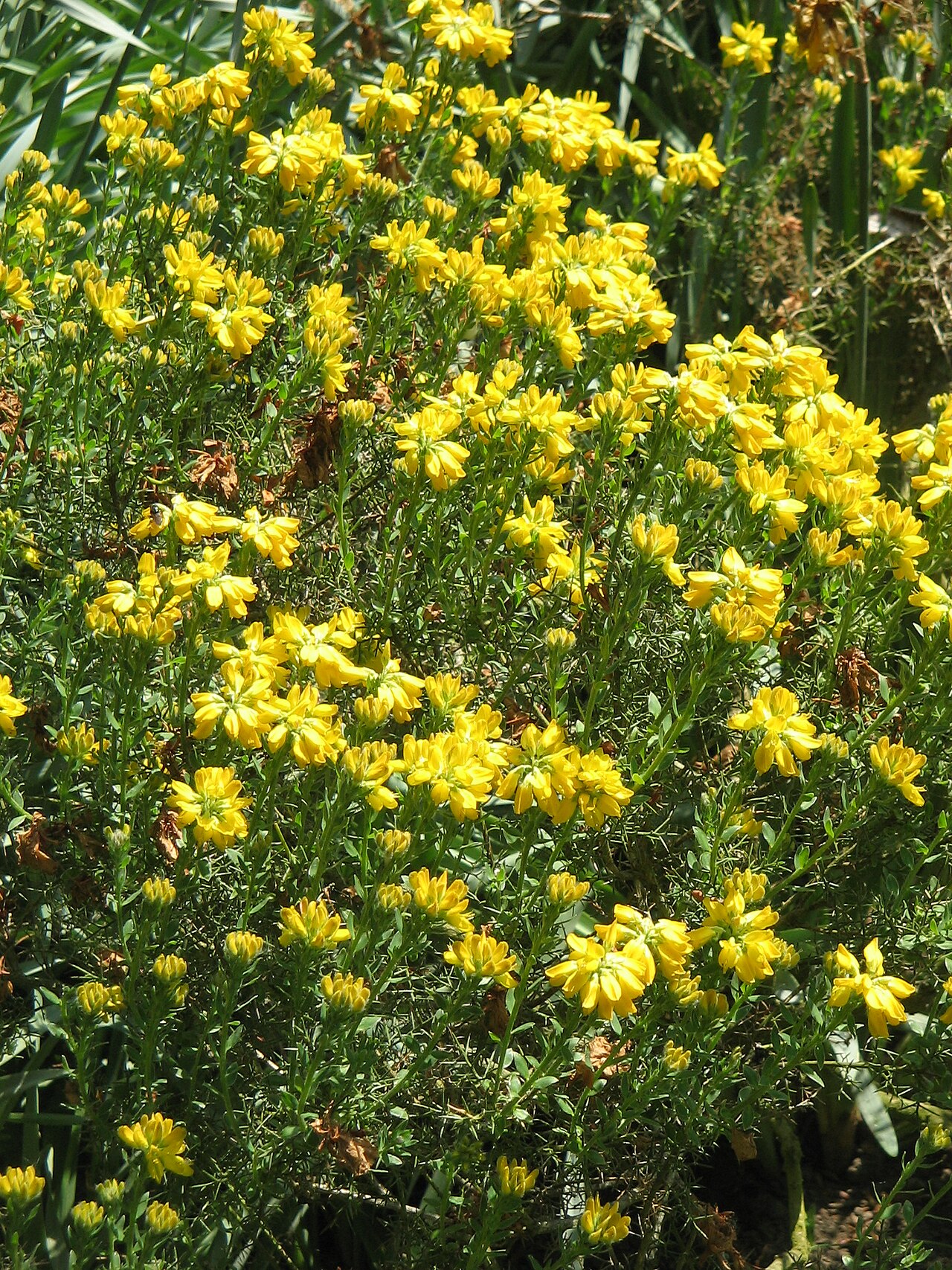 Genista hispanica: Genista hispanica