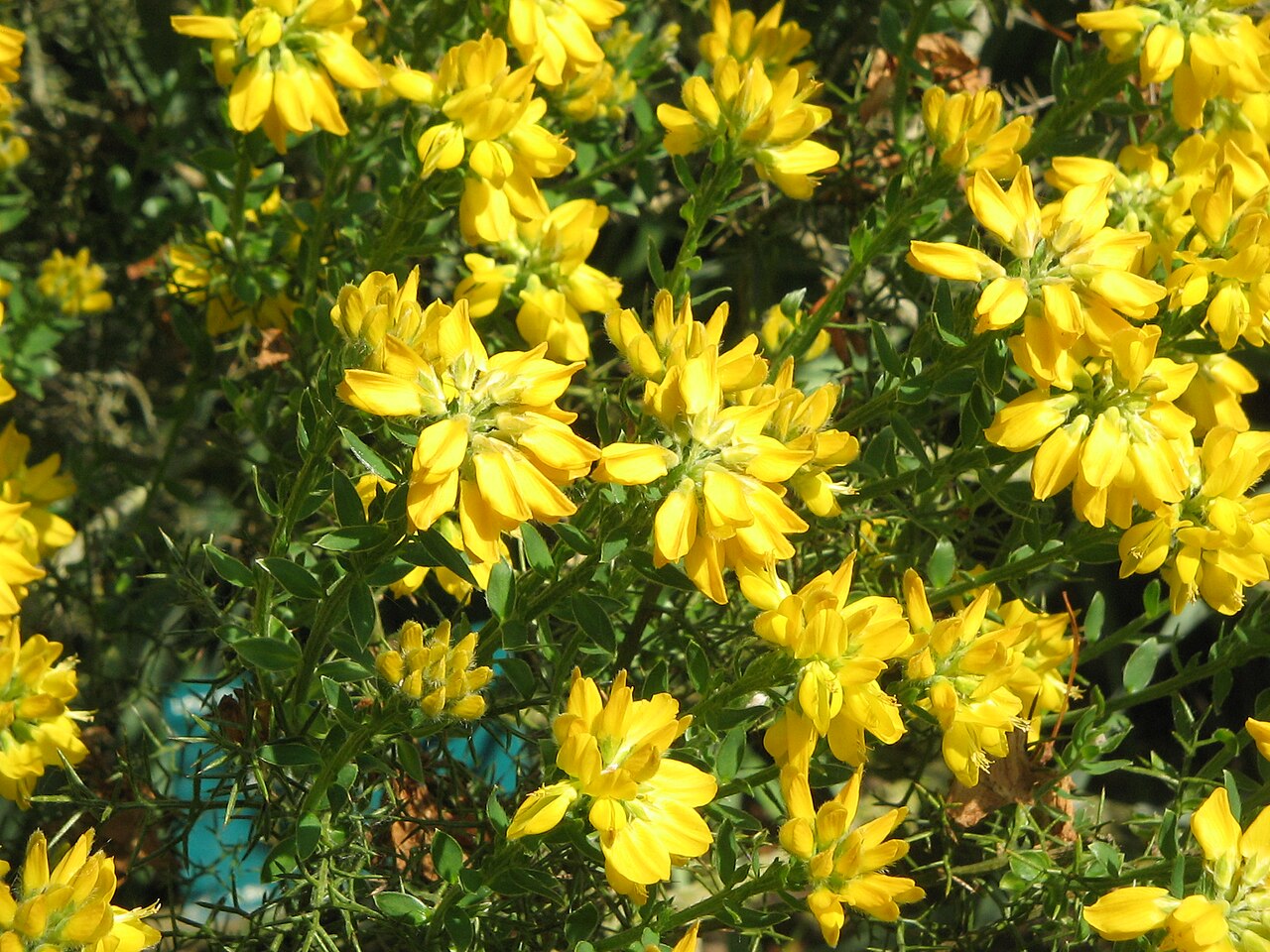 Genista hispanica: Genista hispanica