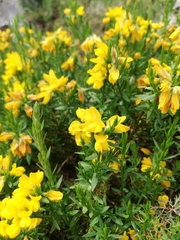 Genista hispanica (Genista hispanica)