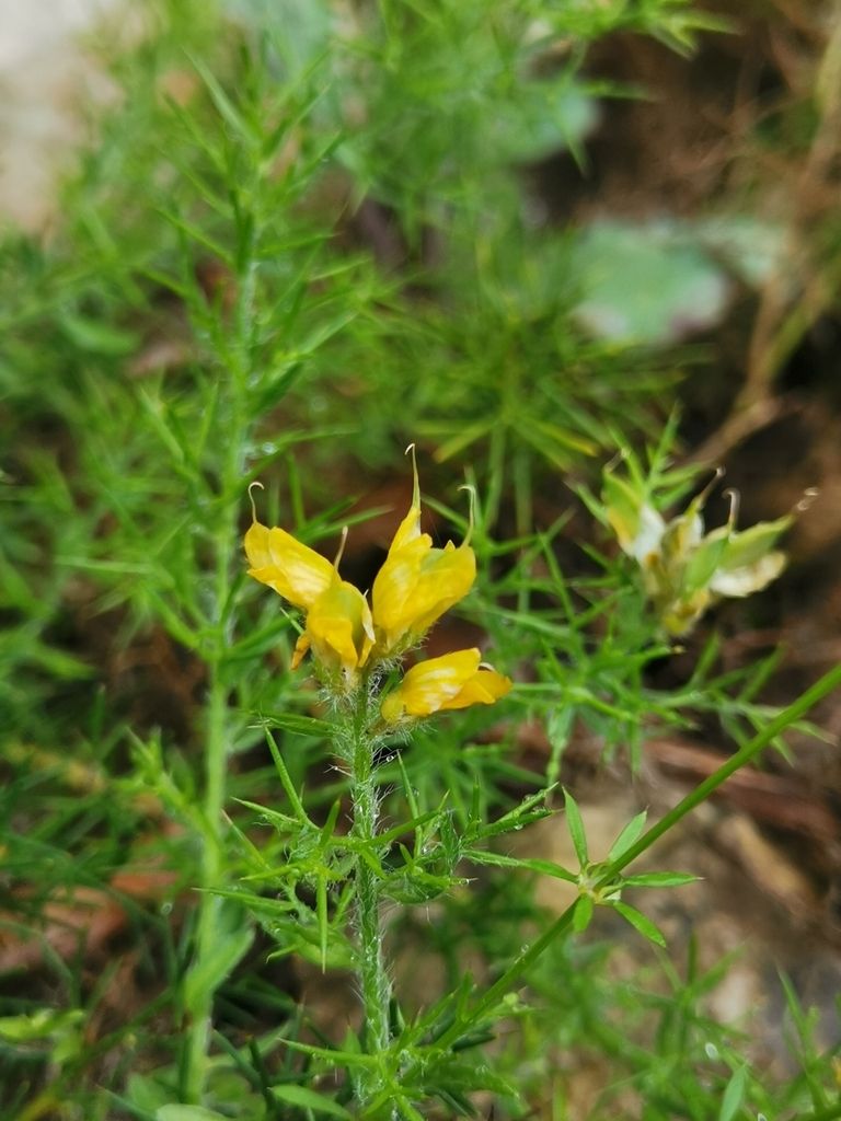 Genista hispanica (Genista hispanica)