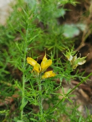 Genista hispanica (Genista hispanica)