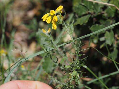 Genista hispanica (Genista hispanica)