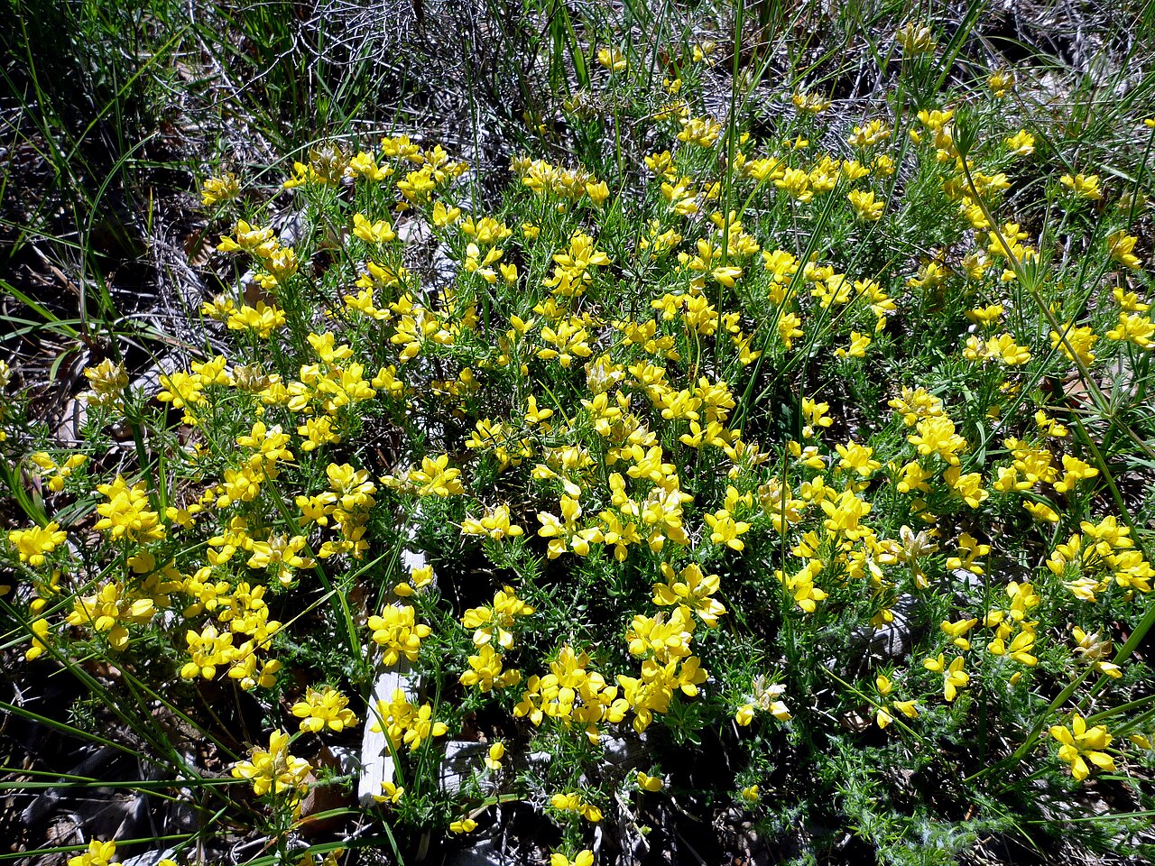 Genista hispanica: Genista hispanica . In Torà (Segarra- Catalunya). On 590 m. altitude