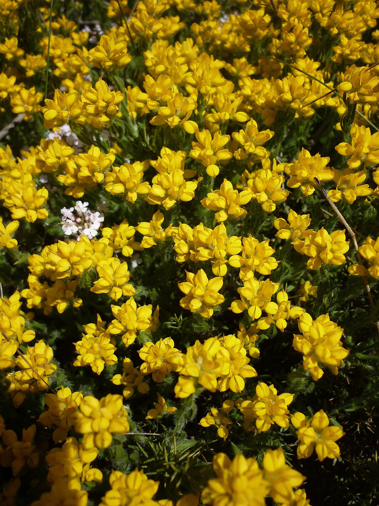 Genista hispanica: Genista hispanica . In la Baronia de Rialb (Noguera-Catalunya). To 850 m. altitude