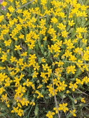 Genista hispanica (Genista hispanica)