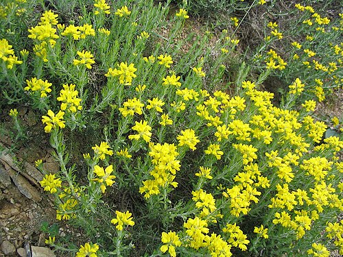 Genista hispanica (Genista hispanica)