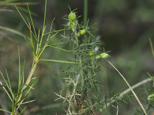 Genista hispanica (Genista hispanica)
