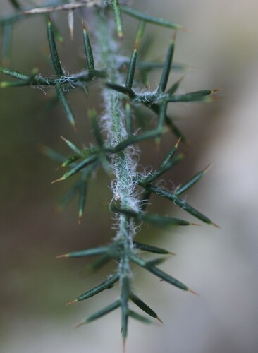 Genista hispanica (Genista hispanica)