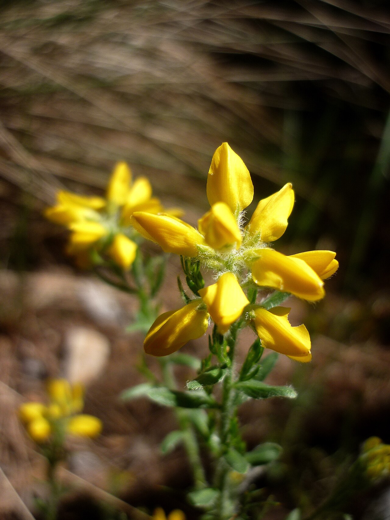 Genista hispanica: Genista hispanica . In la Baronia de Rialb (Noguera-Catalunya). To 850 m. altitude