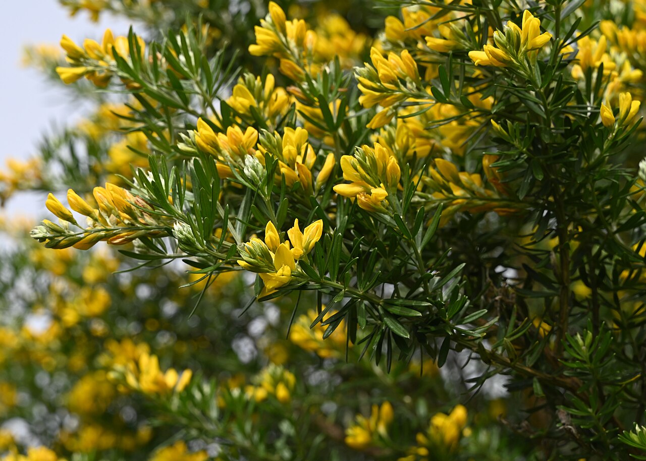 Mediterranean broom: Genista linifolia in Cerro del Hierro, Andalusia