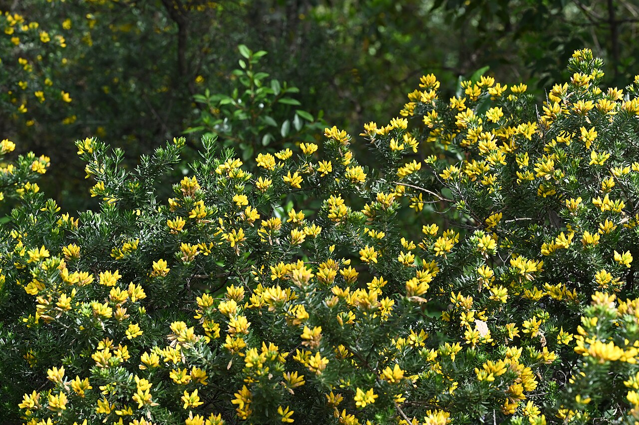 Mediterranean broom: Genista linifolia in Jardín Botánico El Robledo