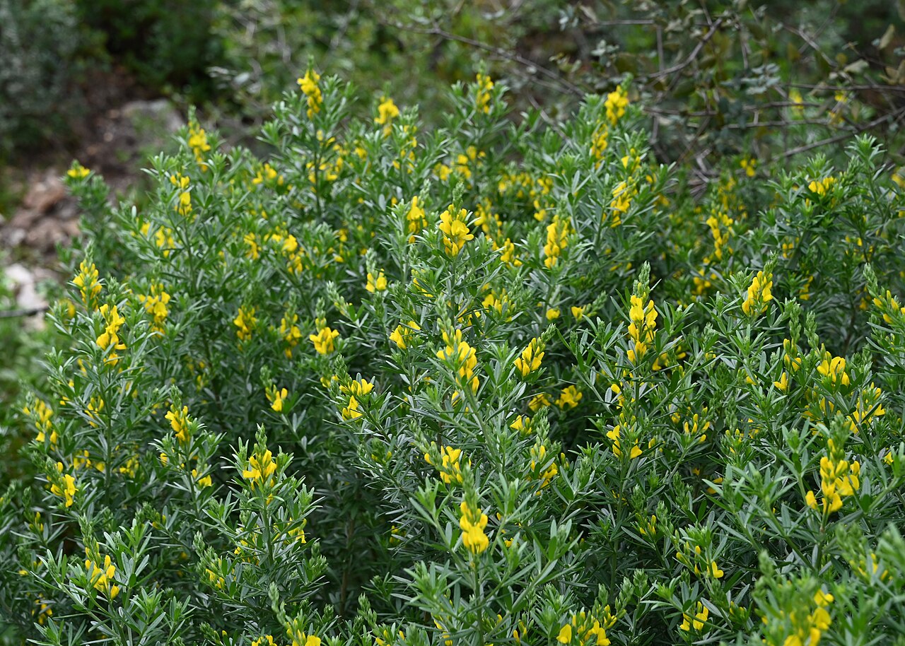 Mediterranean broom: Genista linifolia in Cerro del Hierro, Andalusia