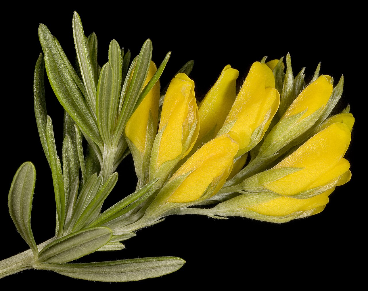 Mediterranean broom: KRT3795