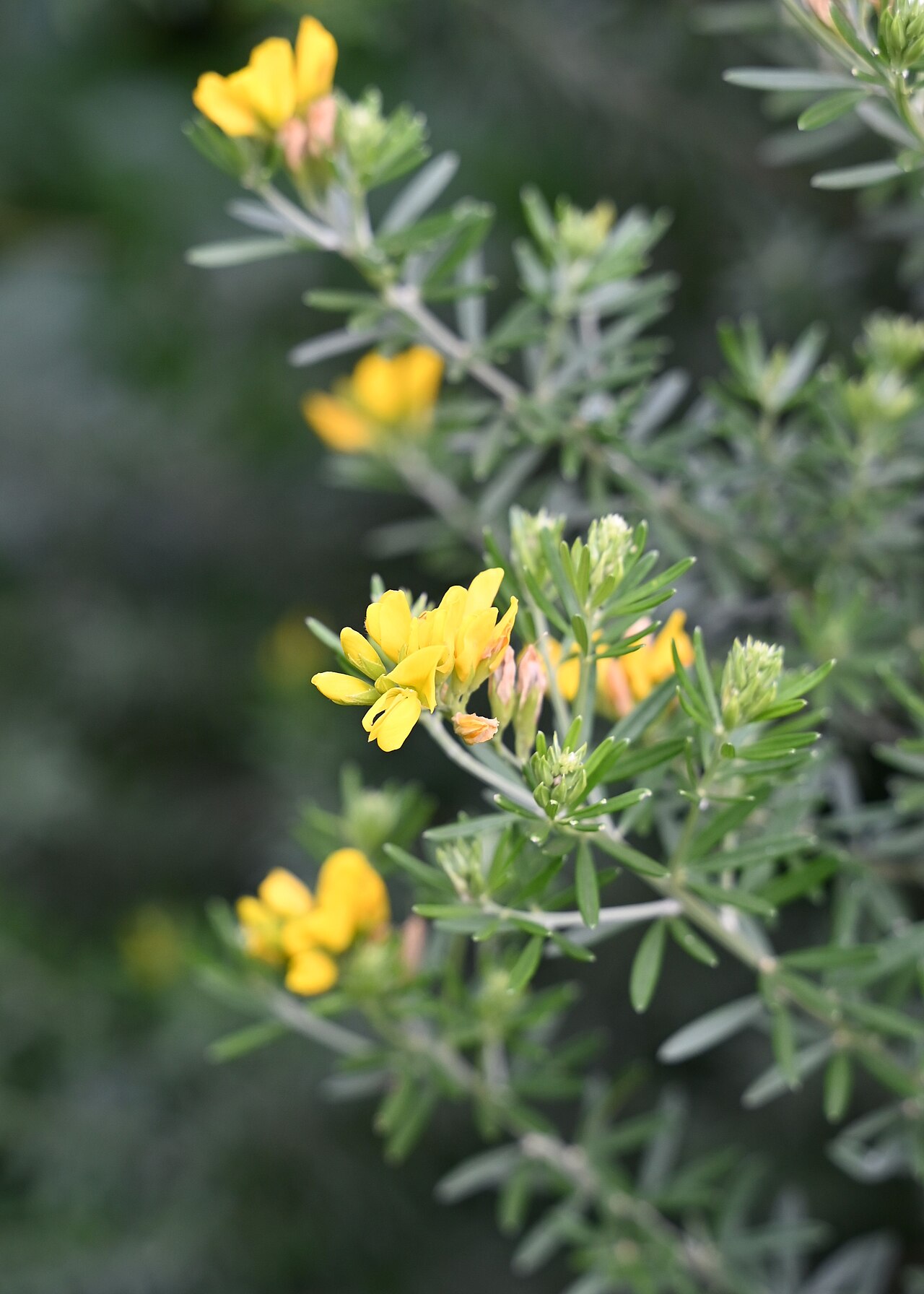 Mediterranean broom: Genista linifolia in Gibraltar