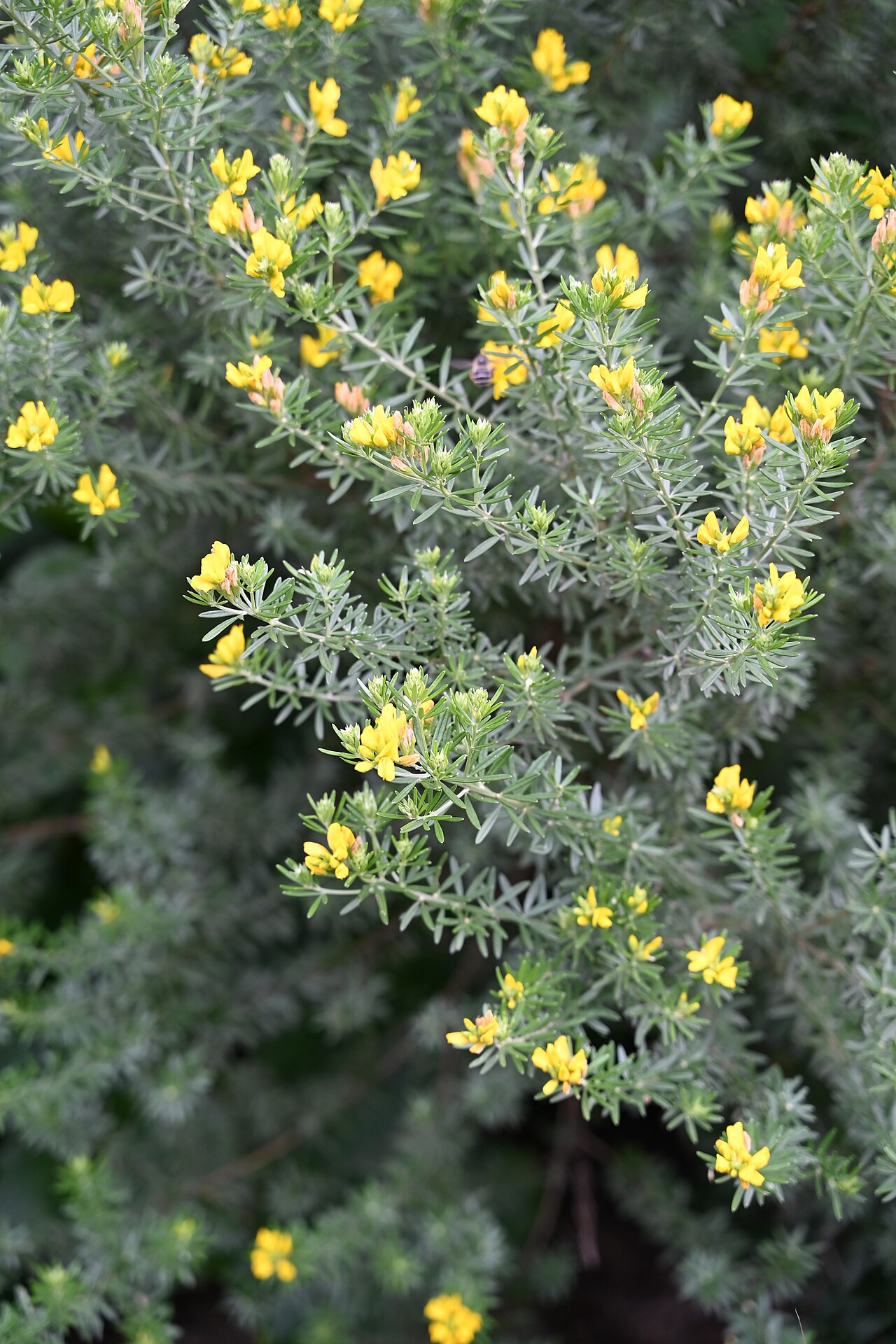 Mediterranean broom: Genista linifolia in Gibraltar