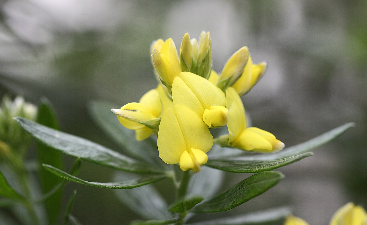 Mediterranean broom: Flax broom (Genista linifolia), Botanic Garden, Munich, Germany