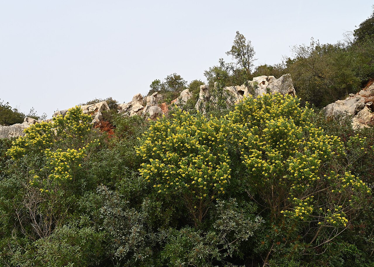 Mediterranean broom: Genista linifolia in Cerro del Hierro, Andalusia