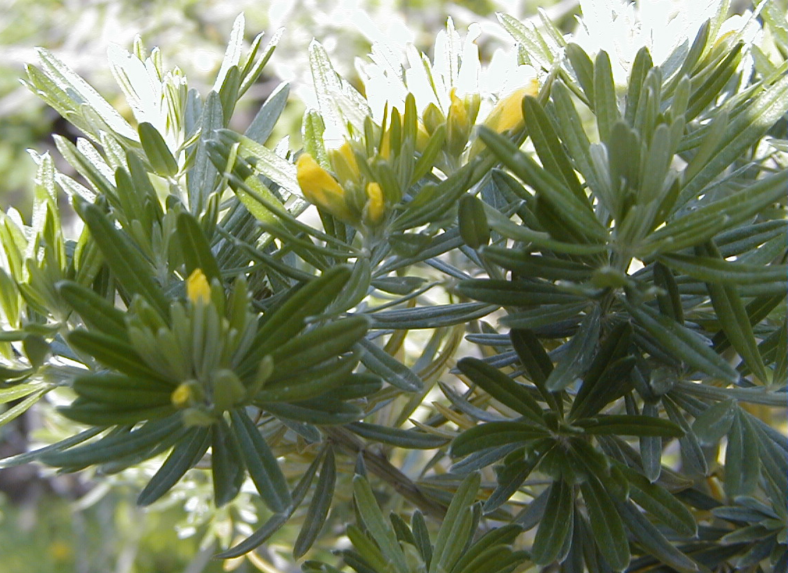 Mediterranean broom: Genista linifolia (syn. Teline linifolia). Real Jardín Botánico, Madrid.