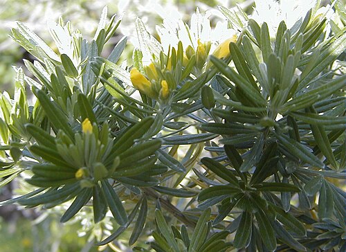 Mediterranean broom: Genista linifolia (syn. Teline linifolia). Real Jardín Botánico, Madrid.