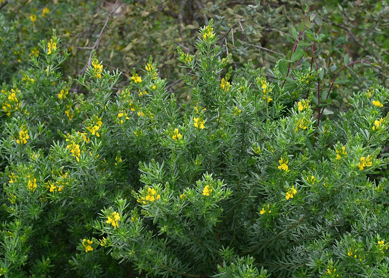 Mediterranean broom: Genista linifolia in Cerro del Hierro, Andalusia